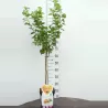 Abrikosas (nykštukinis) - Prunus armeniaca BERGERON