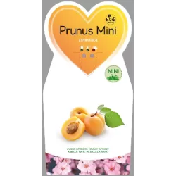 Abrikosas (nykštukinis) - Prunus armeniaca BERGERON