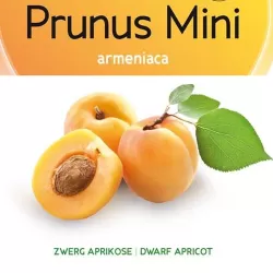 Abrikosas (nykštukinis) - Prunus armeniaca BERGERON