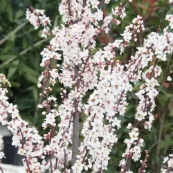 Plum - Prunus cerasifera "CRIMSON POINTE"