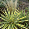 Pluoštinė juka - Yucca filamentosa COLOR GUARD