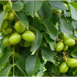 Walnut - Juglans regia BROADVIEW