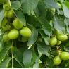 Graikinis riešutmedis - Juglans regia BROADVIEW