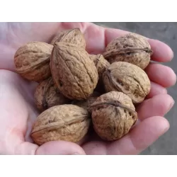 Walnut - Juglans regia BROADVIEW