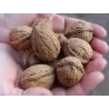 Graikinis riešutmedis - Juglans regia BROADVIEW