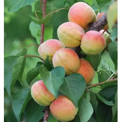 Persikai ir nektarinai internetu su pristatymu į namus