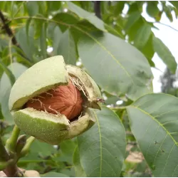 Walnut - Juglans regia BROADVIEW
