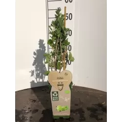 Agrastas - Ribes uva-crispa HINNONMAKI ŽALI