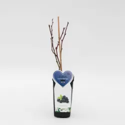 Gervuogė - Rubus fruticosus BLACK SATIN ®
