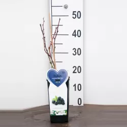 Gervuogė - Rubus fruticosus BLACK SATIN ®