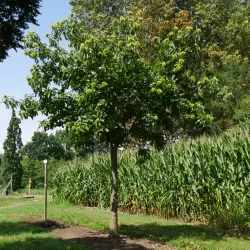 Sweet Chestnut - Castanea sativa MARRON DE LYON
