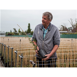 Clematis YUKIKOMACHI