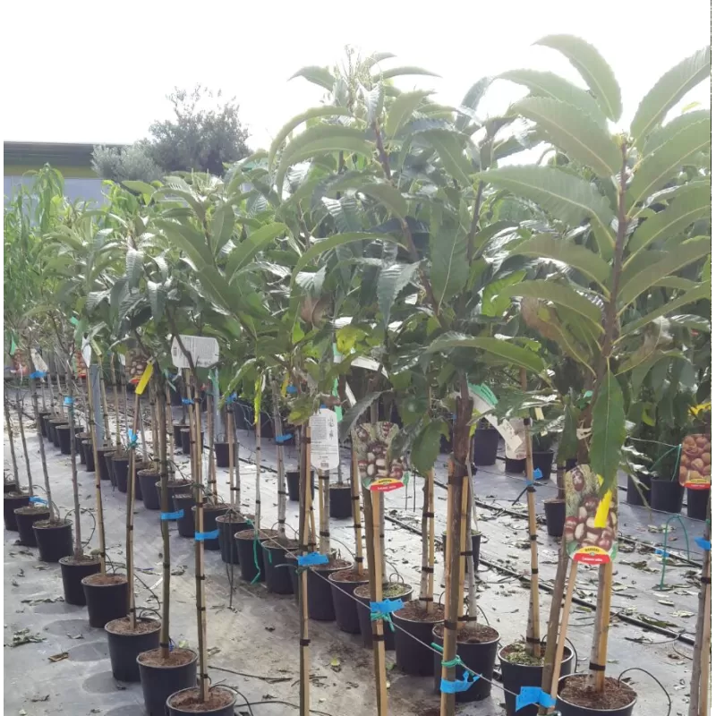 Sweet Chestnut - Castanea sativa MARRON DE LYON