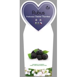 Blackberry - Rubus fruticosus CHESTER THORNLESS