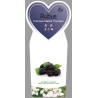 Blackberry - Rubus fruticosus CHESTER THORNLESS