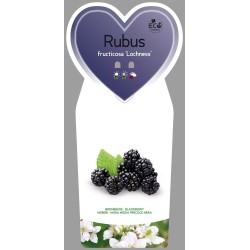 Rubus fruticosus LOCH NESS ®