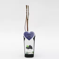 Gervuogė LOCH NESS - pristatymas į namus