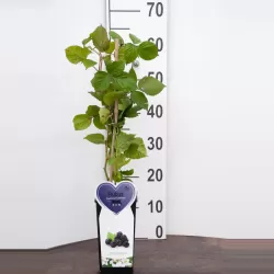 Gervuogė LOCH NESS - pristatymas į namus