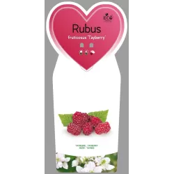 Avietės - gervuogės hibridas - Rubus TAYBERRY