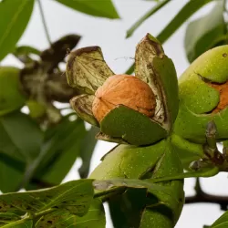 Juglans regia CHANDLER