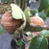 Juglans regia CHANDLER