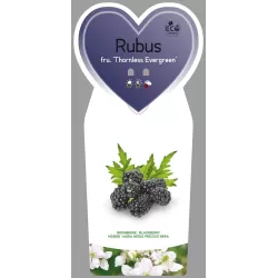 Gervuogė - Rubus fruticosus R.lanciatus THORNLESS EVERGREEN