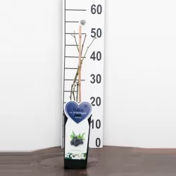 Gervuogė - Rubus fruticosus R.lanciatus THORNLESS EVERGREEN