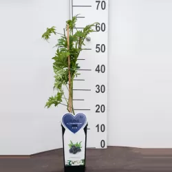 Gervuogė - Rubus fruticosus R.lanciatus THORNLESS EVERGREEN