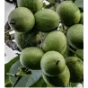 Graikinis riešutmedis - Juglans regia CHANDLER