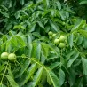 Graikinis riešutmedis - Juglans regia CHANDLER
