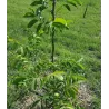 Graikinis riešutmedis - Juglans regia CHANDLER