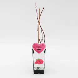 Paprastoji avietė - Rubus idaeus Tulameen