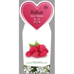 Paprastoji avietė - Rubus idaeus Tulameen