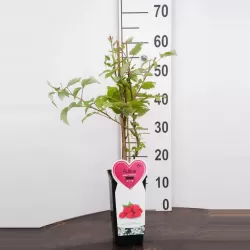 Paprastoji avietė - Rubus idaeus Tulameen