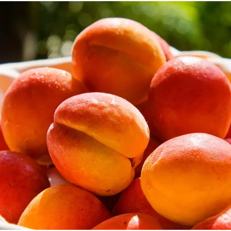 Abrikosas (nykštukinis) - Prunus armeniaca BERGERON