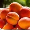 Abrikosas (nykštukinis) - Prunus armeniaca BERGERON
