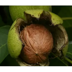 Graikinių riešutmedžių sodinukai su pristatymu į namus