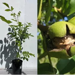 Graikinių riešutmedžių sodinukai su pristatymu į namus