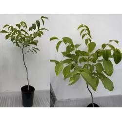 Graikinių riešutmedžių sodinukai su pristatymu į namus