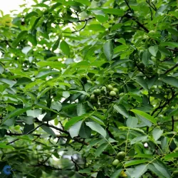 Graikinių riešutmedžių sodinukai su pristatymu į namus