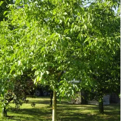 Graikinių riešutmedžių sodinukai su pristatymu į namus