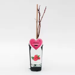 Aviečių sodinukai vazonuose internetu su pristatymu į namus visoje Lietuvoje