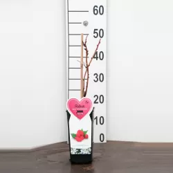 Aviečių sodinukai vazonuose internetu su pristatymu į namus visoje Lietuvoje