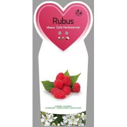 Aviečių sodinukai vazonuose internetu su pristatymu į namus visoje Lietuvoje