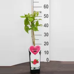 Aviečių sodinukai vazonuose internetu su pristatymu į namus visoje Lietuvoje