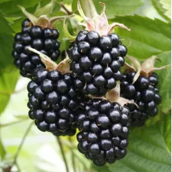 Gervuogė - Rubus fruticosus CHESTER THORNLESS