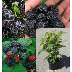 Juodavaisė avietė - Rubus occidentalis BLACK JEWEL ®