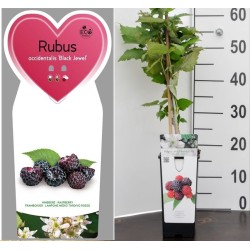 Juodavaisė avietė - Rubus occidentalis BLACK JEWEL