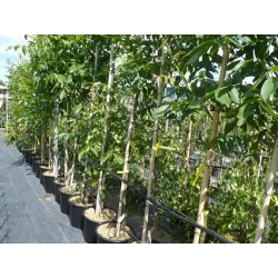 Graikinių riešutmedžių sodinukai su pristatymu į namus