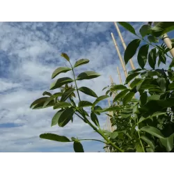 Graikinių riešutmedžių sodinukai su pristatymu į namus